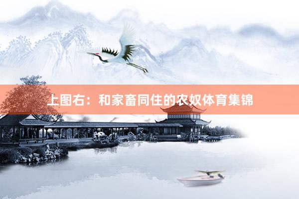 上图右：和家畜同住的农奴体育集锦